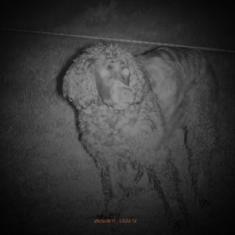 Best Digital Night Vision Binoculars Under $300|CIGMAN